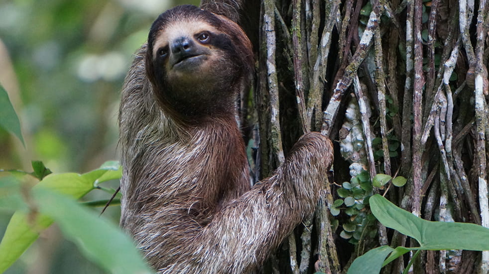 Explore Costa Rica: five unmissable experiences – sloth in rainforest